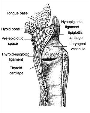Schematic representation of the sagittal anatomy of the larynx, demonstrating the preepiglottic space and its limits (modified from Dursun).