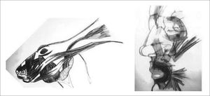 Comparative schematic representation of facial mesostructure muscles in humans and in rabbits (Mateus, 2007)