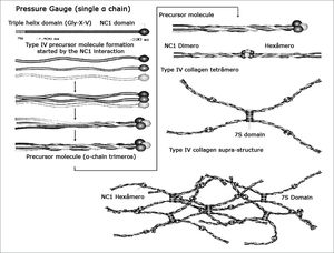 Type IV collagen structure. - Chains x3, x4 and x5(IV) are expressed on the basal membranes of kidneys, cochlea and eye. The mutations present in AS cause defects in these chains. The damage done to type IV collagen, caused by mutation, breaks its epithelial linkage function and causes organ damage. Modified from Kalluri, 2003. Gly=glycin; X=proline; Y=hydroxyproline; NC1= non-collagenous carboxy-terminal globular portion; 7S= amino-terminal domain; aa=amino acids.