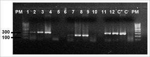 Agarose gel (1,7%) electrophoresis showing amplification of the β-globin gene, (268bp) PM - Molecular weight 100bp, Samples 1 - 12, C+ - DNA extracted from the line B9507, C- - Milli-Q water.
