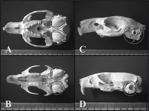 A) Guinea pig’s skull base showing the tympanic bullas (lower view) (millimeter scale); B) Rat’s skull base showing the tympanic bullas (lower view) (millimeter scale); C) Lateral left-side view of a young guinea pig’s skull (millimeter scale); D) Lateral left-side view of a young-adult rat’s skull - (millimeter scale). 1 - Bulla; 2 - External auditory canal; 3 - Squamous bone; 4 - Posterior air Sinus notch; 5 - Anterior air sinus; 6 - Para-occipital apophysis.