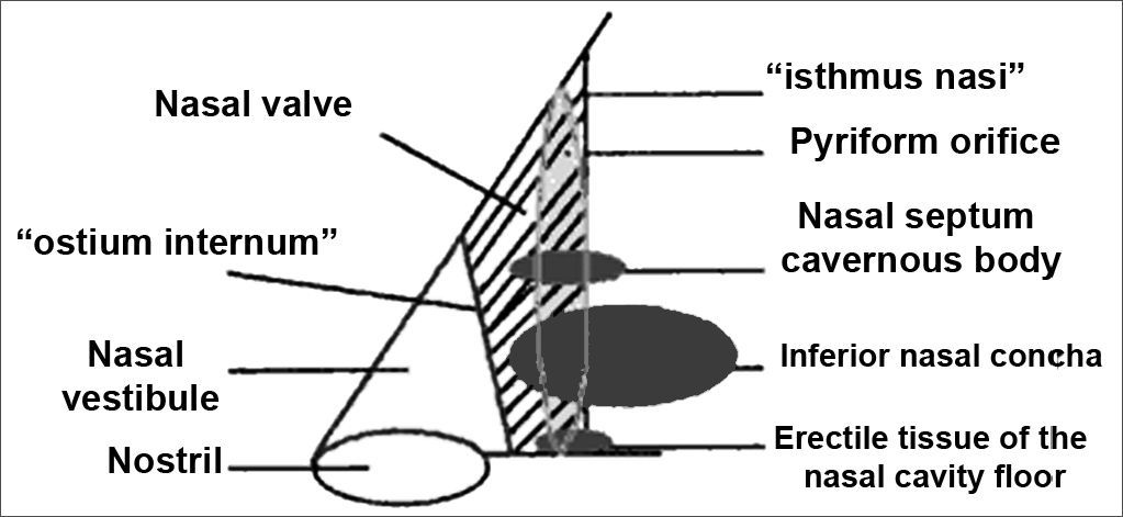 Vestibule Of Nose Diagram