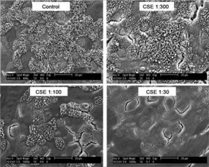 Scanning electron microscopy photographs showing the dose-dependent effect of cigarette smoke on the percentage of ciliated area after exposure to reducing dilutions of Cigarette Smoke Extract (CSE).