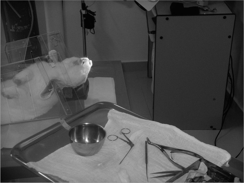 Nasal Septal Perforation closure with bacterial cellulose in rabbits ...