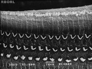 Photomicrography of the Corti's organ in the guinea pig of group 3, showing the E2 turn. Observe the normal arrangement of the outer hair cells. Magnified 1500x.