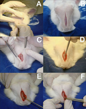 A: Sagittal incision on rabbit dorsum; B: Five-centimeter sagittal incision to periosteum; C: Detachment of periosteum to expose bone suture on the midline and anterior walls of both maxillary sinuses; D: Rectangular bone-mucosal fap produced with chisel and hammer; E: Placement of prednisolone-eluting biodegradable implant in left maxillary sinus; F: Bone fap in place.