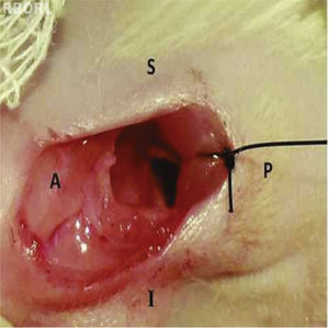Exposure of the location of the tympanic bulla, deep to the cervical muscles on the left side of the rat. A, anterior; P, posterior; S, superior; I, inferior.