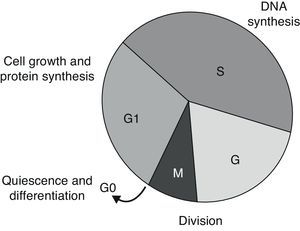 Phases of cell cycle. G1, S, G – presence of MKI67.