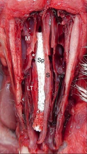 Anatomical specimen showing sponge (Sp) placed in the nasal cavity of rabbits. Observe the nasal septum (S), the maxillary sinus (M), the middle turbinate (*), and the lower turbinate on the right (LT).