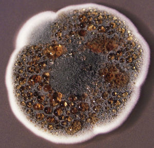 Aspergillus spp. macroscopic image in malt extract agar medium at 37°C.