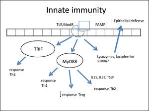 Figure illustrating the participation of innate immunity in the pathogenesis of chronic rhinosinusitis (CRS): once the toll-like (TLR) or nod-like (NLR) receptors bind to pathogen-associated molecular pattern (PAMP), the production of Th1 and Th2 cytokines is stimulated, in addition to the decrease in Treg cytokines through two pathways: myeloid differentiation primary response-88 (MyD88) and TIR domain containing adapter inducing interferon-β TRIF). Furthermore, lactoferrins and lysozymes are produced.