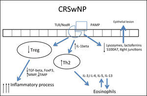 Specific response to chronic rhinosinusitis with nasal polyps (CRSwNP). After stimulation of innate immunity, polarized adaptive response to Th2 occurs and Treg response decreases. As a result, the response is primarily eosinophilic and exacerbated, resulting in edema.
