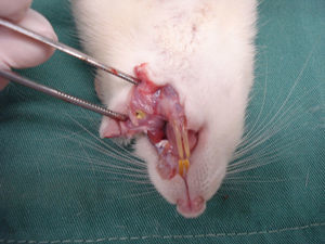 Surgical wound induction.