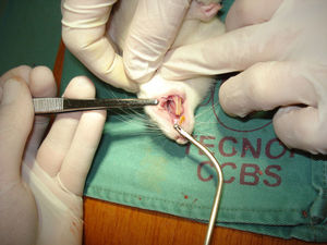 Wound removal on D7.
