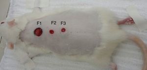 Denomination of the wounds: wound 1 – control (1.0cm in diameter); wound 2 – epithelial (0.6cm in diameter), and wound 3 – mixed (0.6cm in diameter).