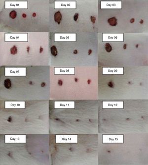 Pictures of wounds from the first to the 15th day of the experiment, taken of different animals.