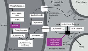Eicosanoid pathway leading to leukotriene formation.