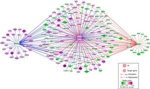 The regulatory network of Transcription Factors (TFs, such as ZIC2, OVOL and HES1) and their targeted differentially expressed genes (DEGs).