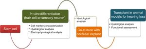 Schematics of main steps of cellular therapy for hair cell and auditory neuron regeneration.