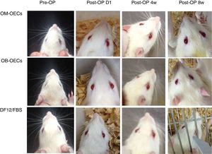 Gross observation of the three groups of rats 4 and 8 weeks after the procedure.