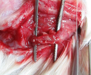 The regenerative facial nerve in the conduit (a, conduit; b, the distal end of the facial nerve; c, regenerative nerve).