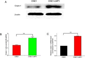 (A) The expression of Cripto-1 protein in CNE1 and CNE1-LMP1 cells and (B) quantitative analysis (p<0.05). (C) The expression of Cripto-1 mRNA in CNE1 and CNE1-LMP1 cells (p<0.05).