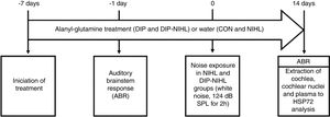 Experimental design. Seven days before the induction of the animal model of noise-induced hearing loss, treatment with alanyl-glutamine (DIP and DIP-NIHL groups) or water (CON and NIHL groups) was started. One day before, auditory evaluation with ABR was performed to determine basal hearing thresholds. At day zero, the NIHL and DIP-NIHL groups were exposed to 124dB SPL for 2h. After 14 days, ABR was performed in all animals, followed by extraction of the cochlea, cochlear nuclei, and plasma for measurement of HSP72 concentration.