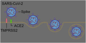Mechanism of virus entry into the target cell using the ACE2 receptor aided by TMPRSS2 protease.