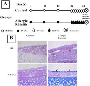 Establishment of a murine model of Allergic Rhinitis (AR). Mice in the AR group were sensitized by intraperitoneal (IP) injection of 40μg OVA and 2μg aluminum on experimental days 1, 8, and 15, and were challenged with OVA by daily inhalation (ID) from days 22 to 28 (A). H&E staining and AB-PAS staining were performed to observe the eosinophilic infiltration and goblet cell hyperplasia. Evident infiltration of eosinophils (red arrows) and increased numbers of goblet cells (black arrows) were observed in the AR group (B) compared with the control group.