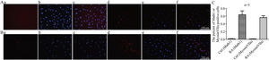 A, Immunofluorescence staining of Math1 in CNPs after differentiation induction (×200). (a and d) are Math1 staining (the stained nuclei exhibit red fluorescence); (b and e) are DAPI-stained nuclei (the stained nuclei exhibit blue fluorescence); (c and f) combine the first two images. B, Immunofluorescence staining of MyosinVIIa in CNPs after differentiation induction. (a and d) are MyosinVIIa staining (the stained cytoplasm exhibits red fluorescence); (b and e) are DAPI-stained nuclei (the stained nuclei exhibit blue fluorescence); (c and f) combine the first two images. C, Proportion of positively stained hair cell markers in CNPs after differentiation induction.