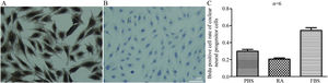 A, Brdu test of CNPs (cell immunochemical staining) (×400). Brdu test of CNPs, (a) Group ctrl-; (b) Group RA; (c) Group ctrl+. The nuclei of positive cells exhibited brown particles, and the nuclei were stained blue with hematoxylin. B, Ratio of Brdu+ cells in CNPs.