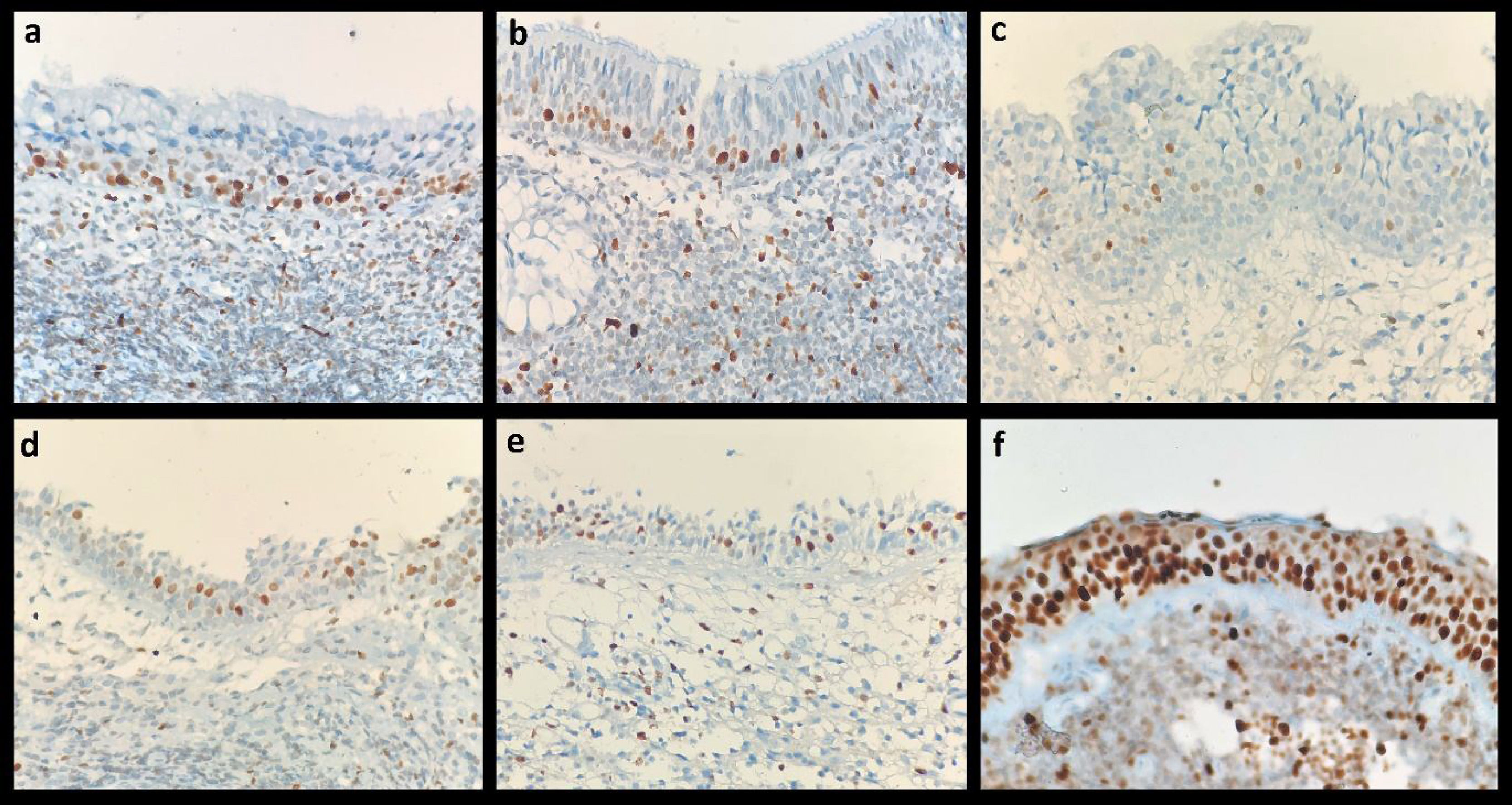fig0005