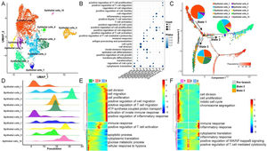 Heterogeneity and differentiation trajectories of epithelial cells in laryngeal carcinoma tissue. (A) UMAP plot of epithelial cells divided into 10 subpopulations. (B) Bubble plot of the enrichment of highly expressed genes in 10 epithelial cell subpopulations to representative biological processes. (C) Differentiation trajectories of 10 epithelial cell subsets and the proportion of each type of epithelial cell in each state. (D) Mountain plot of density distribution of 10 epithelial cell subsets in pseudotime. (E) Variation with pseudotime the biological process to which the genes are mainly enriched. (F) The biological process to which the branch-related genes between State 2 and State 3 are mainly enriched.