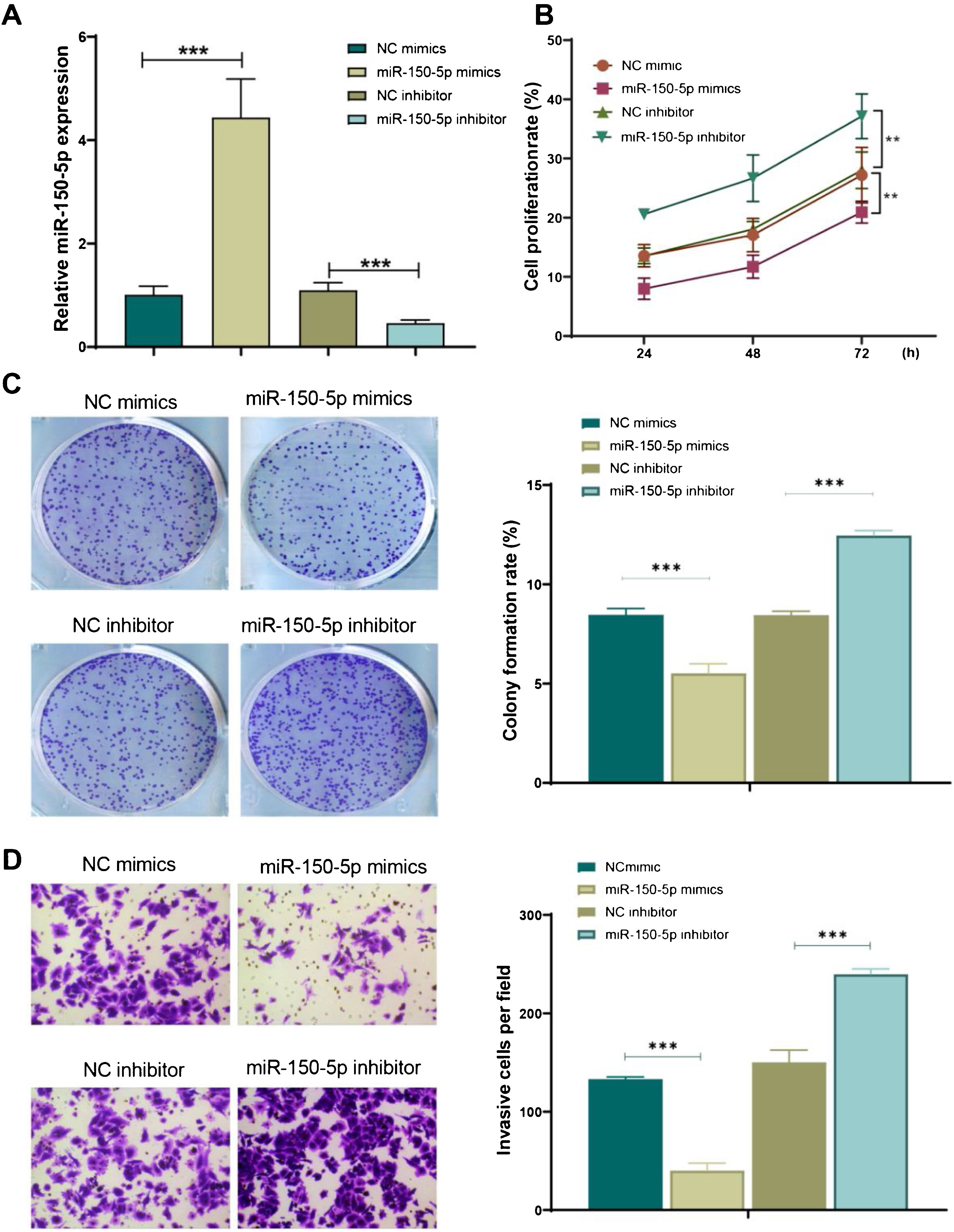 MicroRNA-150-5p inhibits the proliferation and invasion of human larynx ...