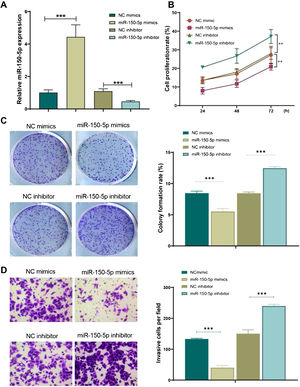 MiR-150-5p inhibits the proliferation and viability of HEp-2 cells. (A) qRT-PCR to detect the expression level of miR-150-5p in each group of HEp-2 cells; (B) CCK-8 method to check the cell proliferation rate of cells; (C) Cell colony formation assay to observe the cell proliferation of each group; (D) Transwell assay to test the invasion ability of HEp-2 cells in each group. ***p < 0.001.