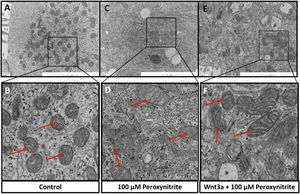 Ultrastructural analysis via TEM. TEM sections showed abundant mitochondria in the cytoplasm of HCs in the control group, with relatively uniform and clear mitochondrial cristae, respectively (A, B, red arrow). Peroxynitrite induced a dramatic decrease in the number of mitochondria and severely disrupted mitochondrial ultrastructure, with apparent swelling, mitochondrial cristae membrane fusion, and cytoplasmic vacuolation somewhere in HCs (C, D, red arrow). Wnt3a clearly diminished the disruption of mitochondrial structure and preserved a higher number of mitochondria, with irregular distribution, clear mitochondrial cristae, and mild swelling (E, F, red arrow).
