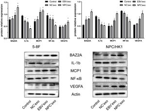 The expression level of BAZ2A, IL-1β, MCP1, NF-κB, and VEGFA in NPC cells treated by different exosomes was detected by the Western blotting assay (*p < 0.05 vs. control).