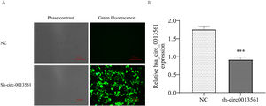 Knockdown of hsa_circ_0013561 was validated in cells. (A) Fluorescence observation of sh_circ_0013561cells transfected with lentivirus. (B) The expression of hsa_circ_0013561 in HNE1 cells was verified by qRT-PCR. Data are presented as mean ± SD; ** p < 0.05 vs. NC. Ruler scale = 50 μm.