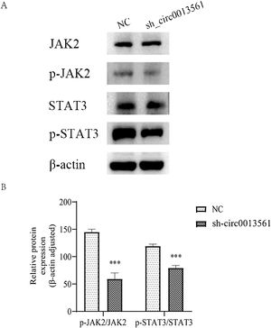 Knockdown hsa_circ_0013561 inhibit JAK2/STAT3 signaling pathway activation in NPC cells. (A) The expression of JAK2, p-JAK2, STAT3, and p-STAT3 proteins in cells after knocking down hsa_circ_0013561 in HNE1 cells. (B) The expression of p-JAK2 and p-STAT3 proteins was significantly downregulated, and the ratio of p-JAK2/JAK2 and p-STAT3/STAT3 decreased. Data are presented as mean ± SD; *** p < 0.05 vs. NC.