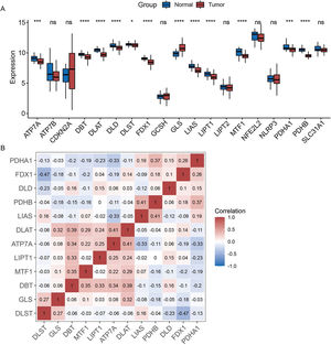 Expression patterns of cuproptosis-related genes. (A) Expression of cuproptosis-related genes in laryngeal cancer and normal samples. (B) Correlation analysis of differentially expressed cuproptosis-related genes.