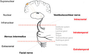 Anatomical schematic representation of the facial nerve divided into segments and intracranial and extracranial innervated structures.