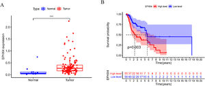 The expression of EPHX4 in laryngeal cancer and its clinical significance. (A) The significant upregulation of EPHX4 was observed in laryngeal cancer. (B) Survival assays based on TCGA datasets. A poor prognosis was observed in laryngeal cancer by TCGA datasets with high EPHX4 expression.