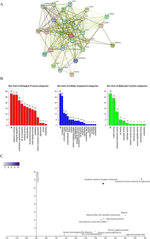 Analysis of immunomodulators associated with EPHX4 expression levels. (A) Protein-protein network of 30-associated immunomodulators in laryngeal cancer, produced by the STRING online server. (B) Gene Ontology annotation of 30-associated immunomodulators in laryngeal cancer. (C) Kyoto Encyclopedia of Genes and Genomes pathway analysis of the above those 30 genes.