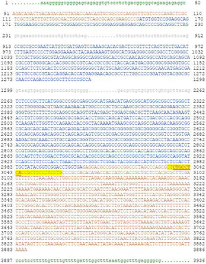 The sequence of human NK2 Homeobox-1 (NKX2-1, ENST00000354822.7, NM_001079668.3) along with its details. Translated sequences are shown in blue, flanking sequences in green, intronic sequences in gray, and Untranslated Regions (UTRs) at the 5' and 3' ends of the gene are shown in red. The sequence with yellow highlights is the main binding site for H19 lncRNA. H19 and has-miR-1827 share overlapping sequence, which is bolded and underlined.
