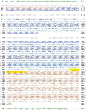 The sequence of human NK2 Homeobox-1 (NKX2-1, ENST00000354822.7, NM_001079668.3) along with its details. Translated sequences are shown in blue, flanking sequences in green, intronic sequences in gray, and Untranslated Regions (UTRs) at the 5