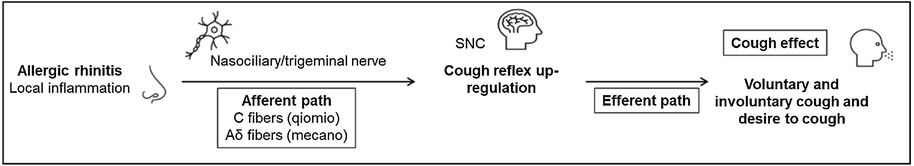 V Brazilian Consensus on Rhinitis – 2024 | Brazilian Journal of ...