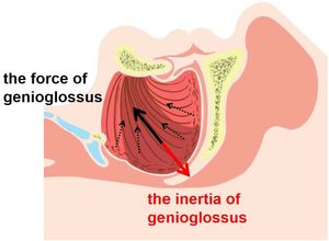 The force of genioglossus.