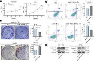 Effect of miR-199a-5p on the proliferation of NPC cells. (A) CCK8, (B) Cell cloning was used to detect the effects of different miR-199a-5p levels on proliferation of HNE1 and HNE1/DDP cells. (C) Effects of different levels of miR-199a-5p on apoptosis of HNE1 and HNE1/DDP cells. (D) Western immunoblotting was used to study the effect of miR-199a-5p on apoptotic proteins. Data are means ± SD, * p < 0.05.