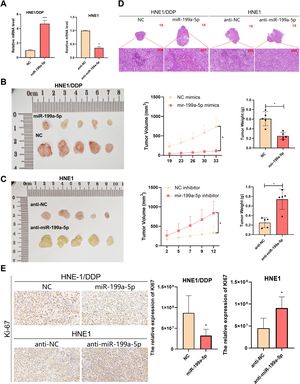 In vivo experiments confirmed the effect of miR-199a-5p on NPC. (A) Detection of lentivirus transfection efficiency in NPC cells. (B and C) Effect of miR-199a-5p on subcutaneous xenograft tumor in nude mice. (D) The tumors in nude mice were stained with H&E staining. (E) The expression of Ki-67 was detected by IHC. Data are means ± SD, * p < 0.05.