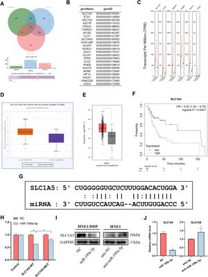 Targeting of SLC1A5 by miR-199a-5p. (A) Target analysis of miRWalk, miRmap, and ENCORI online databases. (B) Potential target genes were obtained by online database analysis. (C) Differentially expressed and up-regulated genes among the potential target genes. (D and E) Differential expression analysis of SLC1A5 in ENCORI and GEPIA2 online databases. (F) The effect of SLC1A5 expression level on the prognosis of patients. (G) Potential binding sites of miR-199a-5p and SLC1A5. (H) DLR analysis was used to verify the target between SLC1A5 and miR-199a-5p. (I‒J) Effect of miR-199a-5p on SLC1A5 levels by (I) Western immunoblotting and (J) RT-qPCR. Data are means ± SD, * p < 0.05.